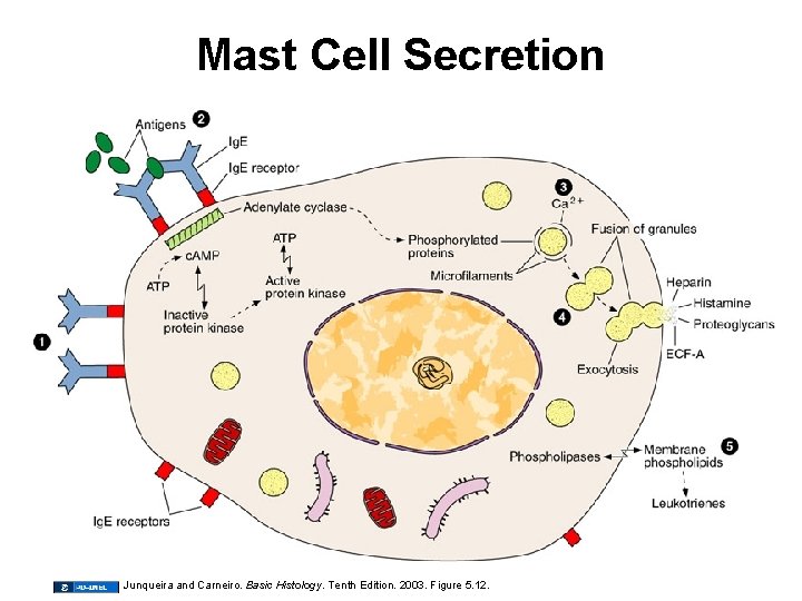 Mast Cell Secretion Junqueira and Carneiro. Basic Histology. Tenth Edition. 2003. Figure 5. 12.