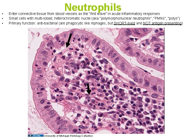  • • • Neutrophils Enter connective tissue from blood vessels as the “first