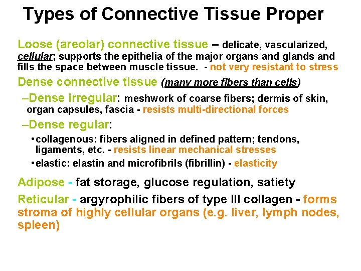 Types of Connective Tissue Proper Loose (areolar) connective tissue – delicate, vascularized, cellular; supports