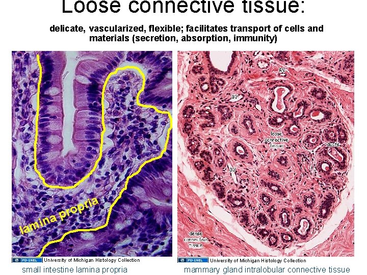 Loose connective tissue: delicate, vascularized, flexible; facilitates transport of cells and materials (secretion, absorption,