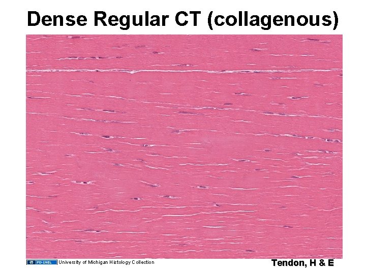 Dense Regular CT (collagenous) University of Michigan Histology Collection Tendon, H & E 