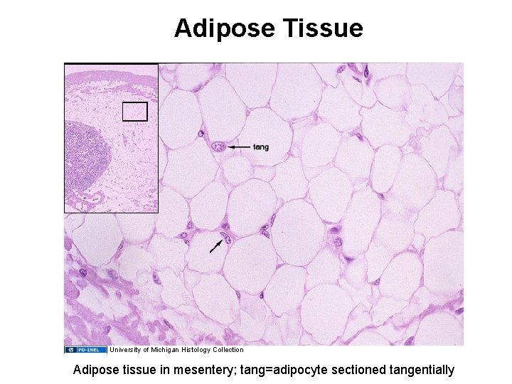 Adipose Tissue University of Michigan Histology Collection Adipose tissue in mesentery; tang=adipocyte sectioned tangentially