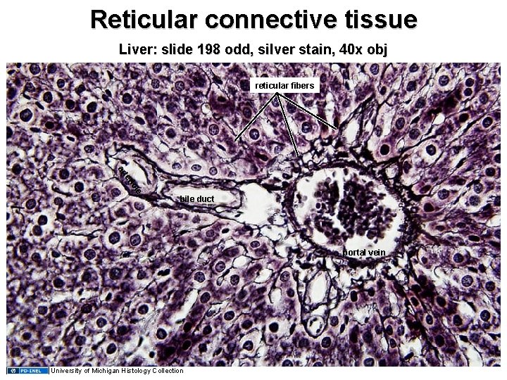 Reticular connective tissue Liver: slide 198 odd, silver stain, 40 x obj reticular fibers