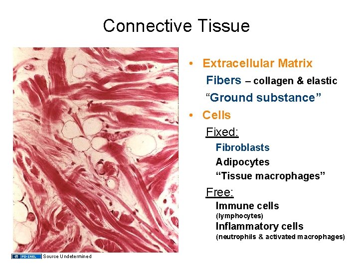 Connective Tissue • Extracellular Matrix Fibers – collagen & elastic “Ground substance” • Cells
