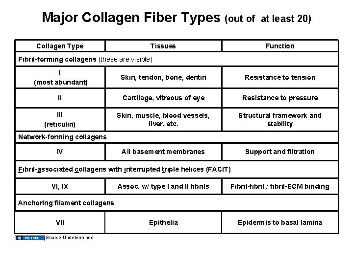 Major Collagen Fiber Types (out of Collagen Type Tissues at least 20) Function Fibril-forming