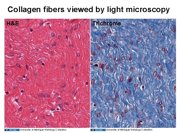 Collagen fibers viewed by light microscopy Trichrome H&E University of Michigan Histology Collection 