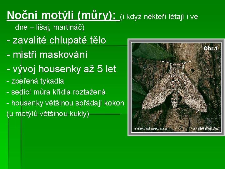 Noční motýli (můry): (i když někteří létají i ve dne – lišaj, martináč) -