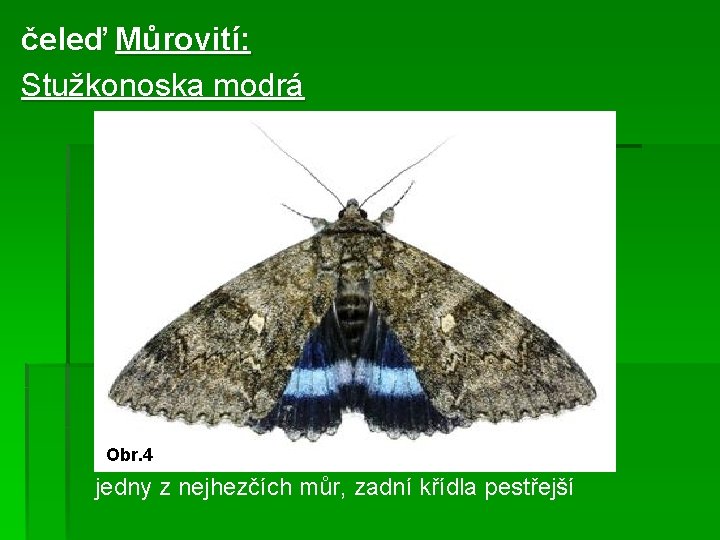 čeleď Můrovití: Stužkonoska modrá Obr. 4 jedny z nejhezčích můr, zadní křídla pestřejší 