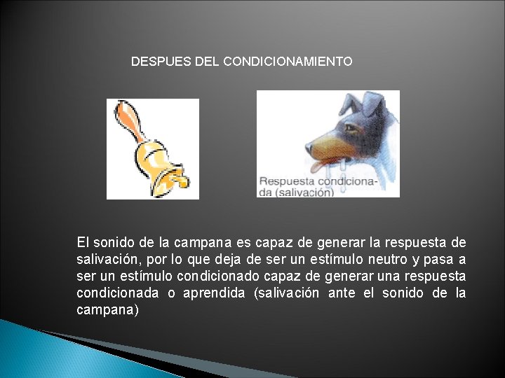 DESPUES DEL CONDICIONAMIENTO El sonido de la campana es capaz de generar la respuesta DESPUES DEL CONDICIONAMIENTO El sonido de la campana es capaz de generar la respuesta