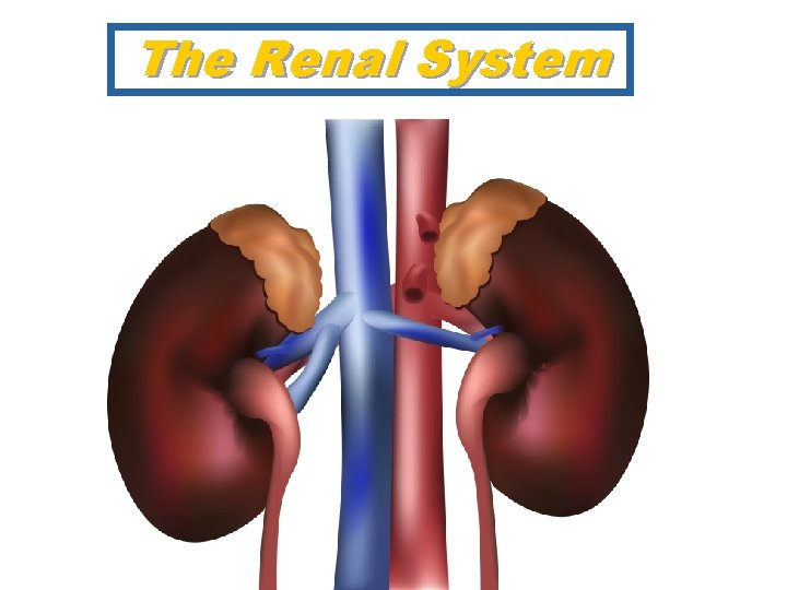 The Renal System 