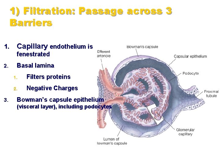1) Filtration: Passage across 3 Barriers 1. Capillary endothelium is fenestrated 2. 3. Basal