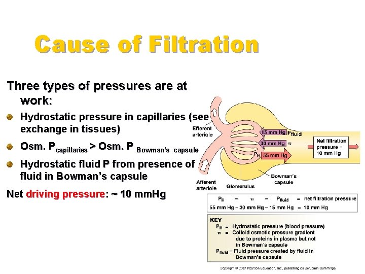 Cause of Filtration Three types of pressures are at work: Hydrostatic pressure in capillaries