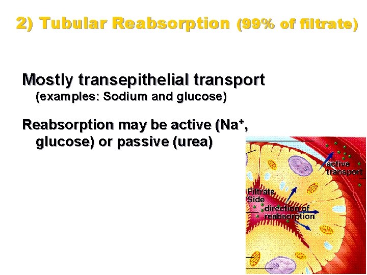 2) Tubular Reabsorption (99% of filtrate) Mostly transepithelial transport (examples: Sodium and glucose) Reabsorption