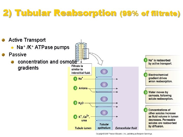 2) Tubular Reabsorption (99% of filtrate) Active Transport l Na+ /K+ ATPase pumps Passive