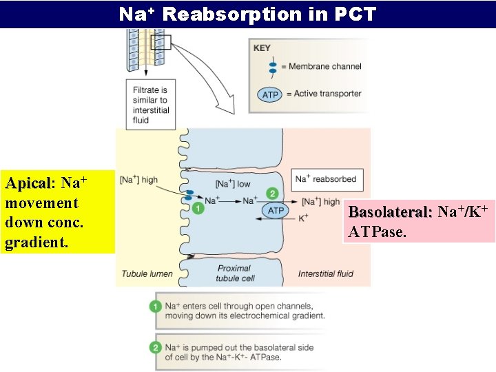 Na+ Reabsorption in PCT Apical: Apical Na+ movement down conc. gradient. Basolateral: Na+/K+ ATPase.