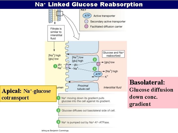 Na+ Linked Glucose Reabsorption Basolateral: Apical: Na+-glucose cotransport Glucose diffusion down conc. gradient 