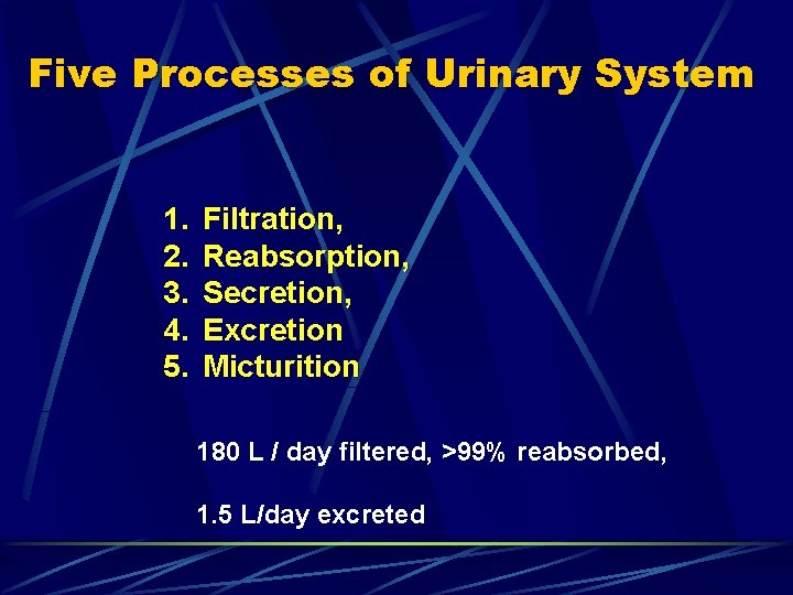 Five Processes of Urinary System 1. 2. 3. 4. 5. Filtration, Reabsorption, Secretion, Excretion