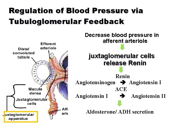 Regulation of Blood Pressure via Tubuloglomerular Feedback Decrease blood pressure in afferent arteriole juxtaglomerular