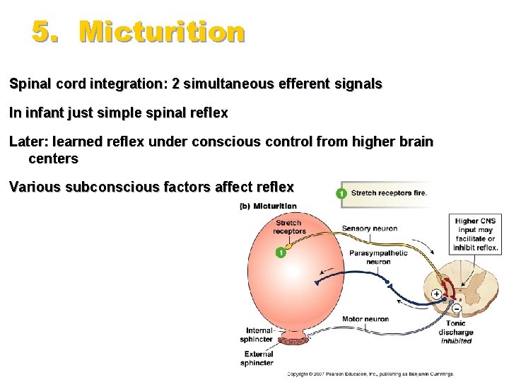 5. Micturition Spinal cord integration: 2 simultaneous efferent signals In infant just simple spinal