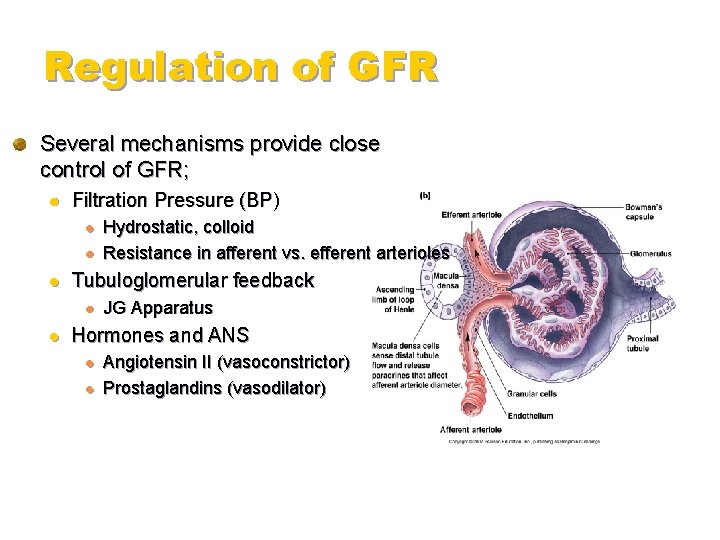 Regulation of GFR Several mechanisms provide close control of GFR; l Filtration Pressure (BP)