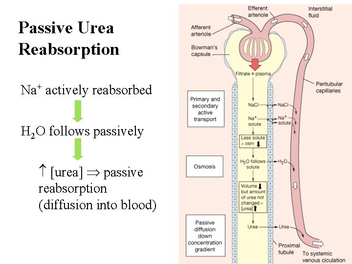 Passive Urea Reabsorption Na+ actively reabsorbed H 2 O follows passively [urea] passive reabsorption