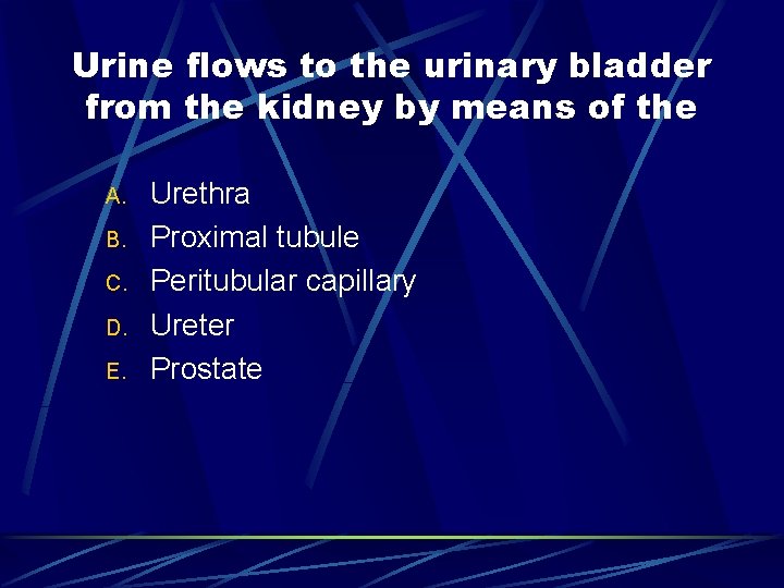 Urine flows to the urinary bladder from the kidney by means of the A.