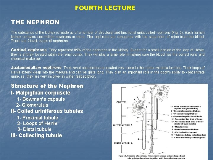 FOURTH LECTURE THE NEPHRON The substance of the kidney is made up of a