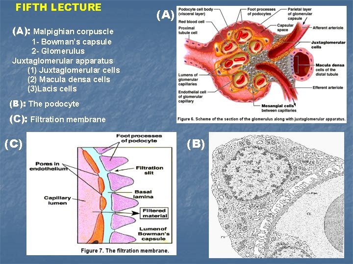 FIFTH LECTURE (A): Malpighian corpuscle 1 - Bowman’s capsule 2 - Glomerulus Juxtaglomerular apparatus