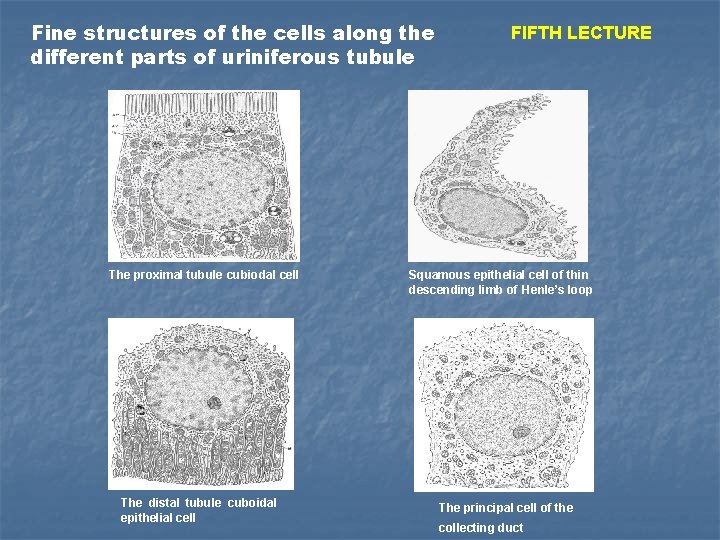 Fine structures of the cells along the different parts of uriniferous tubule The proximal
