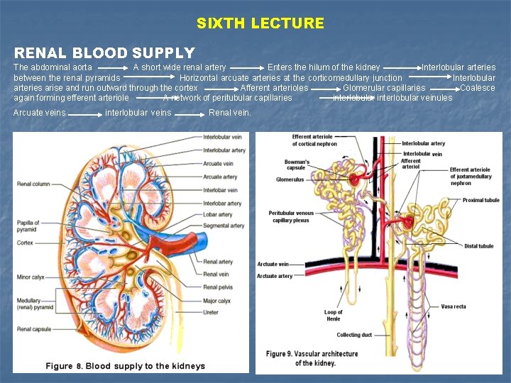 SIXTH LECTURE RENAL BLOOD SUPPLY The abdominal aorta A short wide renal artery Enters