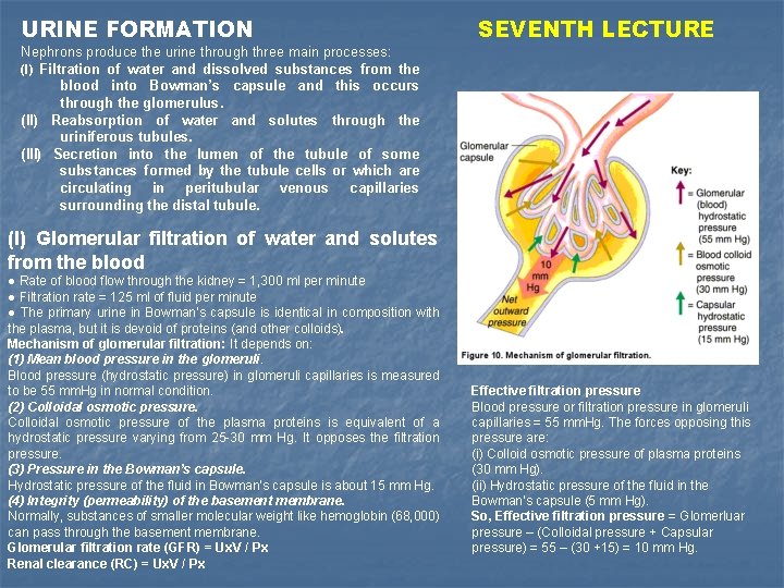 URINE FORMATION Nephrons produce the urine through three main processes: (I) Filtration of water