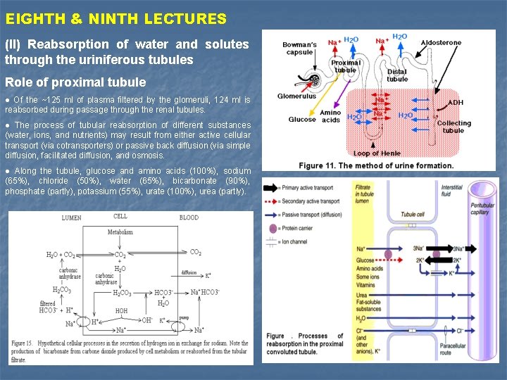 EIGHTH & NINTH LECTURES (II) Reabsorption of water and solutes through the uriniferous tubules