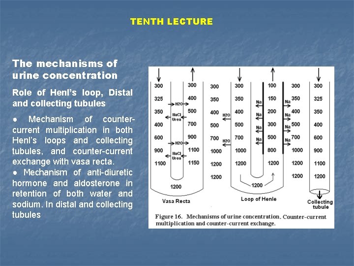 TENTH LECTURE The mechanisms of urine concentration Role of Henl’s loop, Distal and collecting
