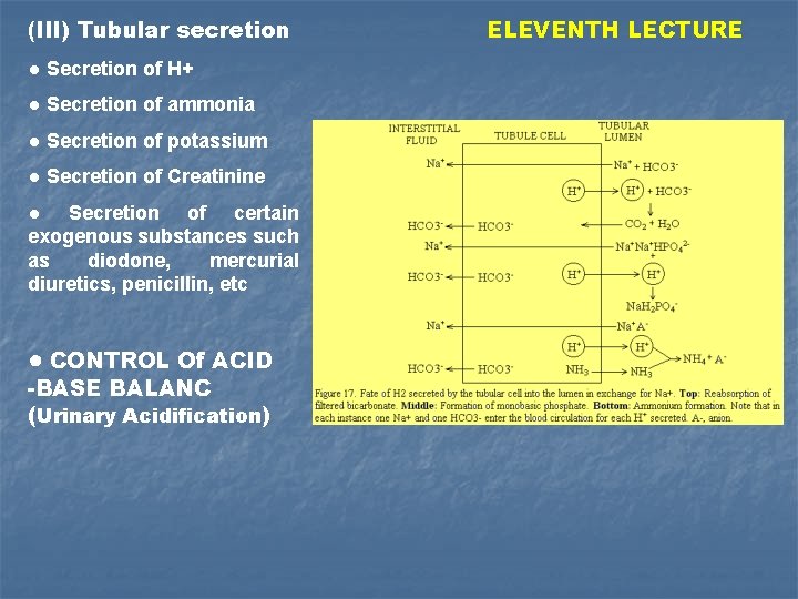 (III) Tubular secretion ● Secretion of H+ ● Secretion of ammonia ● Secretion of