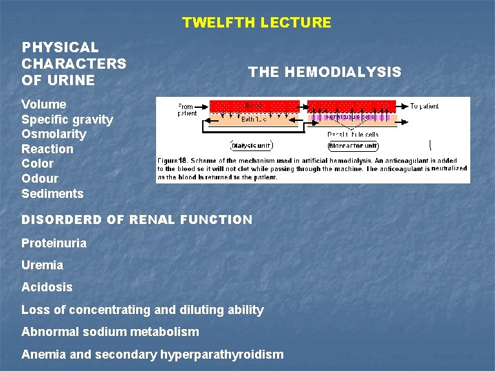 TWELFTH LECTURE PHYSICAL CHARACTERS OF URINE THE HEMODIALYSIS Volume Specific gravity Osmolarity Reaction Color