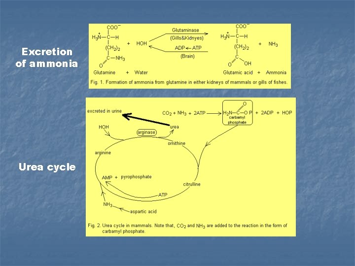 Excretion of ammonia Urea cycle 