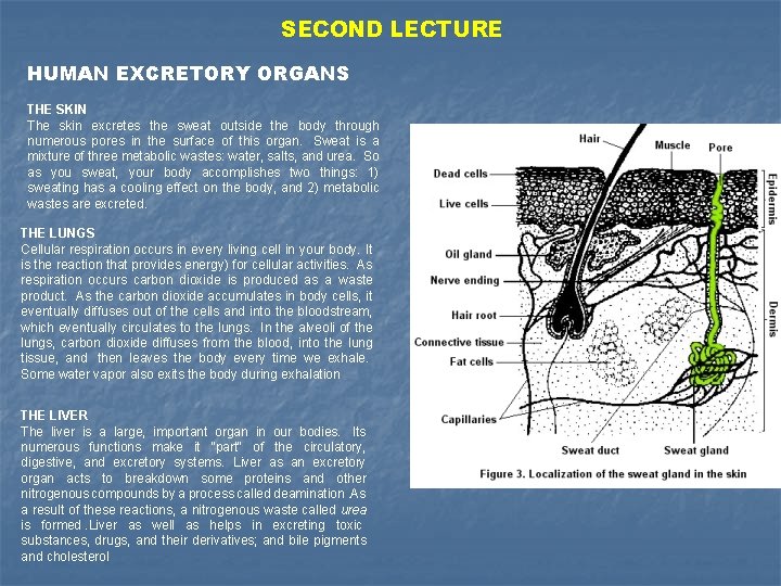 SECOND LECTURE HUMAN EXCRETORY ORGANS THE SKIN The skin excretes the sweat outside the
