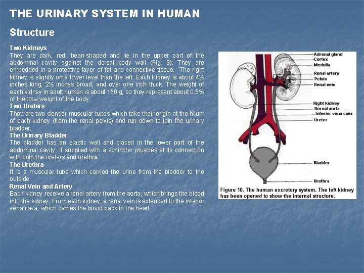 THE URINARY SYSTEM IN HUMAN Structure Two Kidneys They are dark, red, bean-shaped and