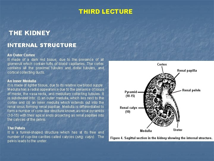 THIRD LECTURE THE KIDNEY INTERNAL STRUCTURE An Outer Cortex It made of a dark