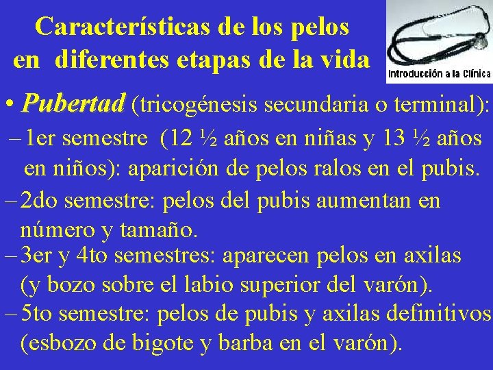 Características de los pelos en diferentes etapas de la vida • Pubertad (tricogénesis secundaria