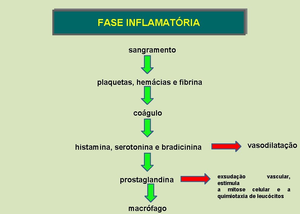FASE INFLAMATÓRIA sangramento plaquetas, hemácias e fibrina coágulo histamina, serotonina e bradicinina prostaglandina macrófago FASE INFLAMATÓRIA sangramento plaquetas, hemácias e fibrina coágulo histamina, serotonina e bradicinina prostaglandina macrófago