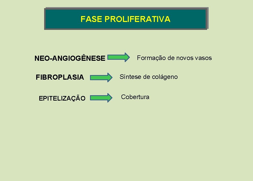 FASE PROLIFERATIVA NEO-ANGIOGÊNESE FIBROPLASIA EPITELIZAÇÃO Formação de novos vasos Síntese de colágeno Cobertura FASE PROLIFERATIVA NEO-ANGIOGÊNESE FIBROPLASIA EPITELIZAÇÃO Formação de novos vasos Síntese de colágeno Cobertura