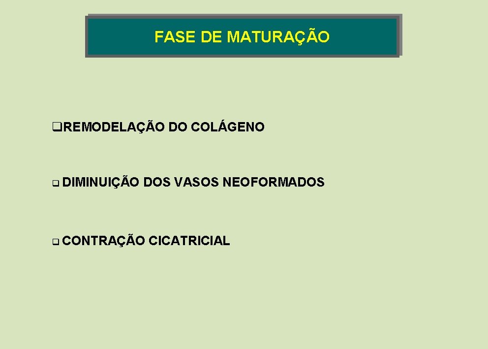 FASE DE MATURAÇÃO q. REMODELAÇÃO DO COLÁGENO q DIMINUIÇÃO DOS VASOS NEOFORMADOS q CONTRAÇÃO FASE DE MATURAÇÃO q. REMODELAÇÃO DO COLÁGENO q DIMINUIÇÃO DOS VASOS NEOFORMADOS q CONTRAÇÃO
