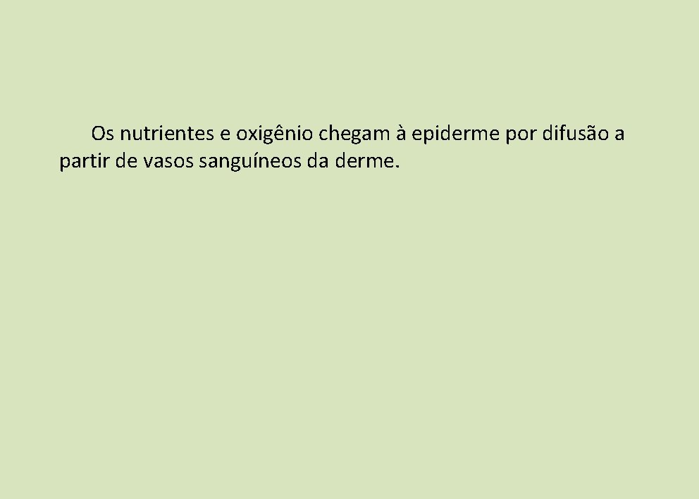 Os nutrientes e oxigênio chegam à epiderme por difusão a partir de vasos sanguíneos Os nutrientes e oxigênio chegam à epiderme por difusão a partir de vasos sanguíneos