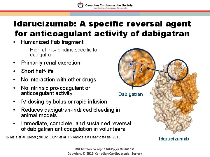 Idarucizumab: A specific reversal agent for anticoagulant activity of dabigatran • Humanized Fab fragment