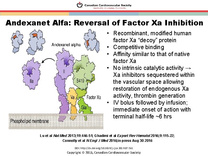 Andexanet Alfa: Reversal of Factor Xa Inhibition • Recombinant, modified human factor Xa “decoy”