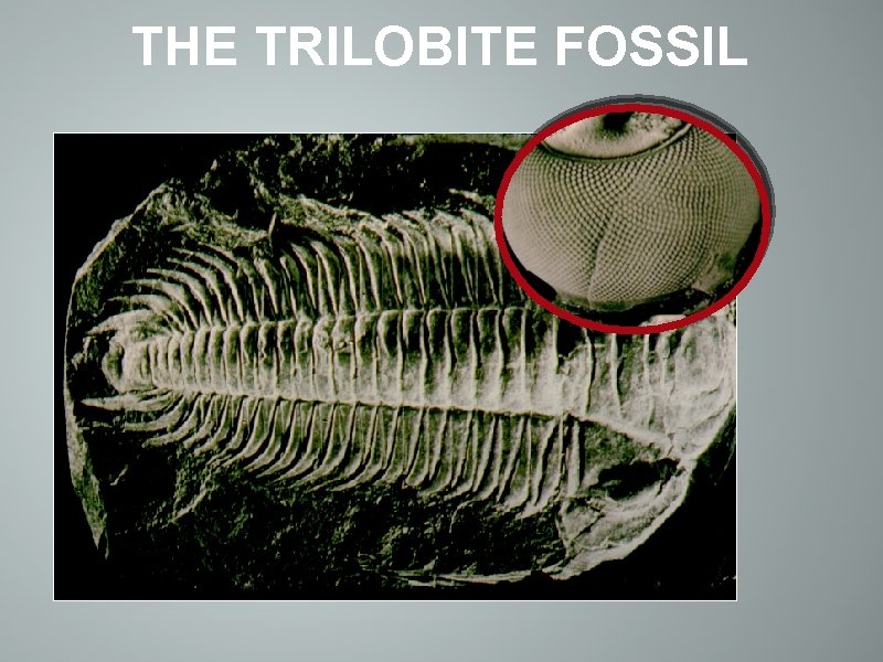 THE TRILOBITE FOSSIL 