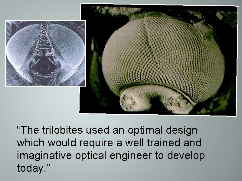 “The trilobites used an optimal design which would require a well trained and imaginative