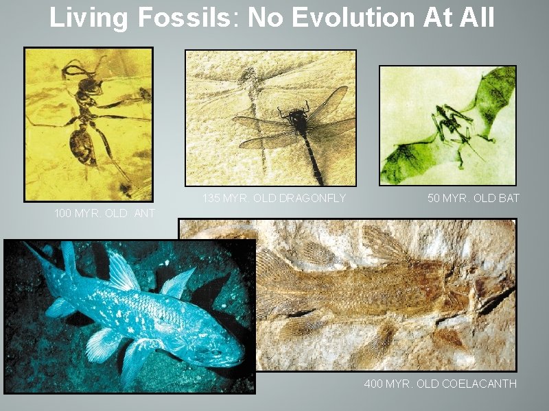 Living Fossils: No Evolution At All 135 MYR. OLD DRAGONFLY 50 MYR. OLD BAT