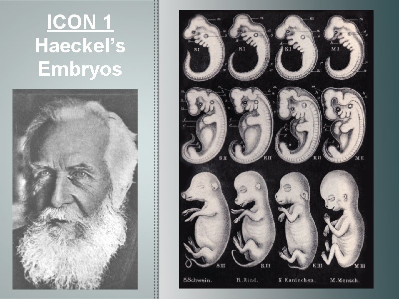 ICON 1 Haeckel’s Embryos 